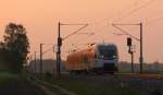 Als nchstes kam gleich im schnen Morgenlicht ein Talent der Mrkischen Regiobahn nach Brandenburg zum Austausch auf der Linie Brandenburg - Rathenow.